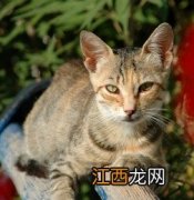 一岁的猫一天吃多少猫粮