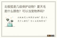 北极狐是几级保护动物？夏天毛是什么颜色？可以当宠物养吗？