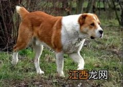 河南一地公布禁犬区域 郑州禁养犬管理条例