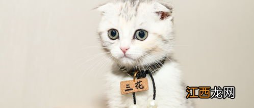 折耳蓝猫能活多少年