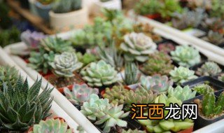 冰灯玉露怎么养 冰灯玉露怎么养变色