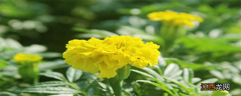 耧斗菜种子的种植方法和时间 耧斗菜一年开几次花