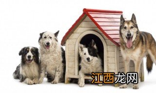 鹿犬怎么养好 鹿犬怎么养