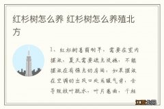 红杉树怎么养 红杉树怎么养殖北方