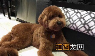 巨贵犬怎么养 巨贵犬怎么养才养得大