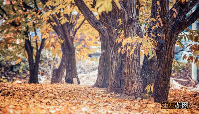 杏树是裸子植物还是被子植物 杏树是裸子植物还是被子植物