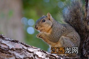 黄山松鼠为什么亲人