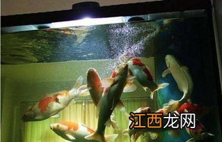 养锦鲤水混浊怎么办