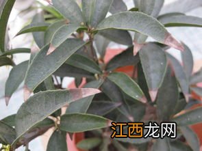 桂花树不开花是公的吗