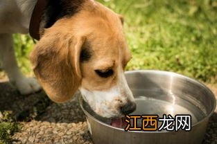 狗狗吐完能不能吃东西 狗狗吐完能吃东西吗