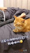 为什么男人不能养猫 为什么禁止男生养猫