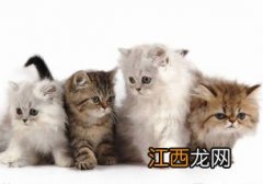 给小猫吃哪些食物好 给小猫吃什么好