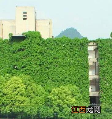 贵阳高校爬山虎占领9层图书馆 深圳大学怪楼