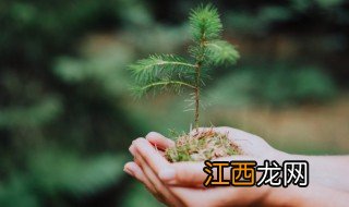 红豆杉怎么养护最好 红豆杉怎么养护