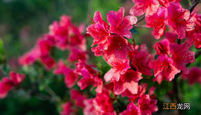 杜鹃花怎么养家庭养法浇什么水 杜鹃花怎么养家庭养法