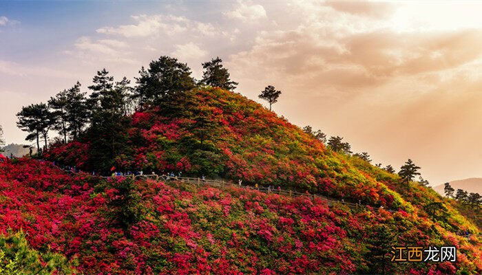 杜鹃花叶子干枯一碰就掉怎么补救 杜鹃花夏天怎么养