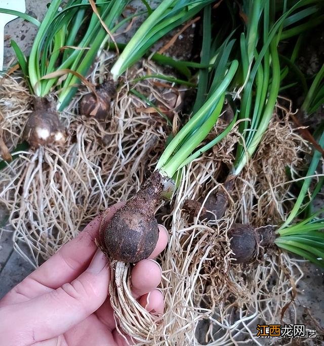 超好养的风雨兰 风雨兰种球小怎么养