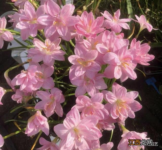 超好养的风雨兰 风雨兰种球小怎么养