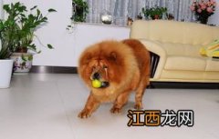 幼犬能吃橙子吗