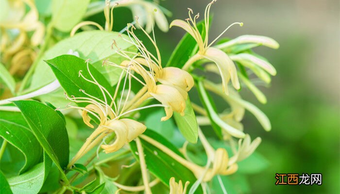 金银花的产地哪里最正宗 金银花的产地