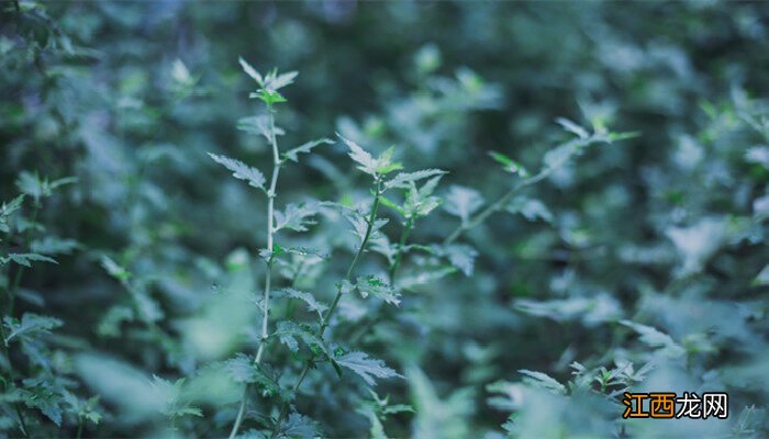 驱蚊草多久浇一次水合适 驱蚊草多久浇一次水