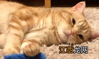 猫可以自己在家一个月吗