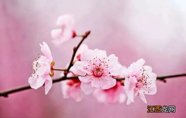 孩子背诵的这首古诗 少年儿童背诵的古诗