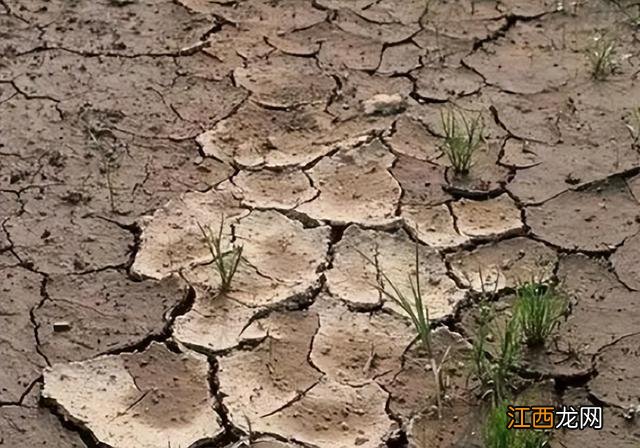 尿素和盐混合能当除草剂 尿素能不能跟除草剂混用