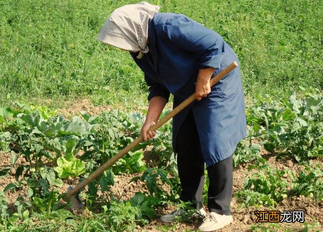 尿素和盐混合能当除草剂 尿素能不能跟除草剂混用