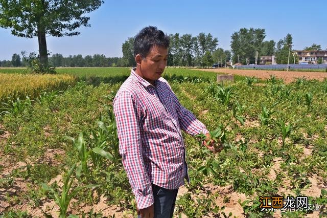 解决田间抗性杂草 杂草出土后用什么除草剂