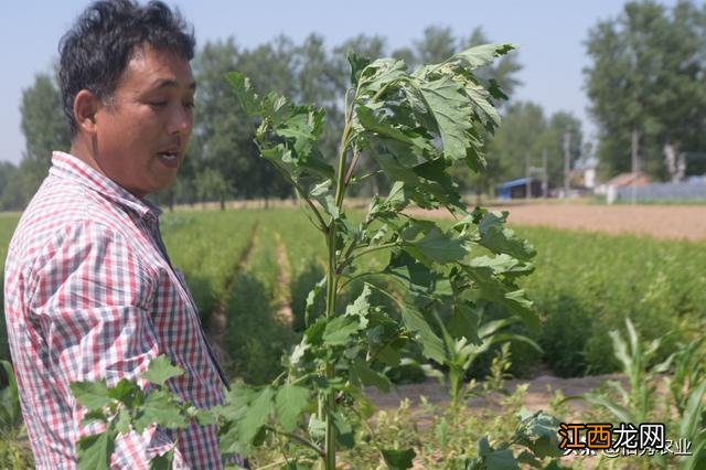 解决田间抗性杂草 杂草出土后用什么除草剂