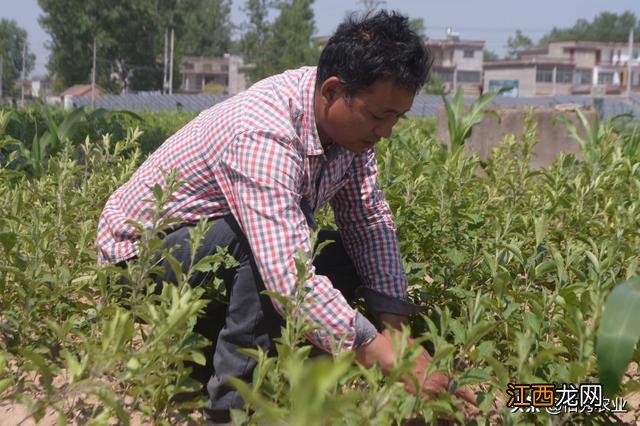 解决田间抗性杂草 杂草出土后用什么除草剂