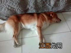 狗为什么睁着眼睡觉