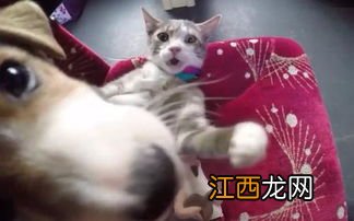 带猫坐车中途会拉屎吗