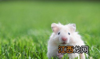 珍珠熊怎么养 珍珠熊怎么养才不臭