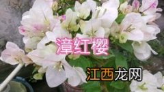 花被冻蔫了怎么办