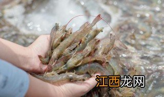 虾米怎么养殖 虾米怎么养