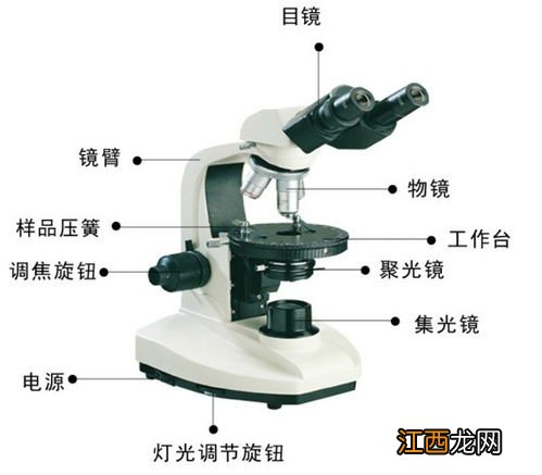 显微镜的使用方法 显微镜怎么用