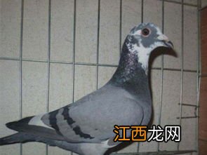 鸽子下蛋多久下第二个