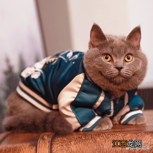 小猫咪的衣服怎么做