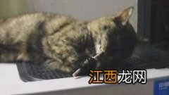 肥波是什么猫