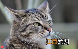 猫有什么品种