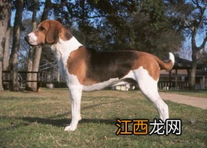 哈利犬和比格犬的区别