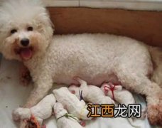 幼犬什么时候可以洗澡