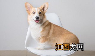 下司犬怎么养 下司犬怎么养才好