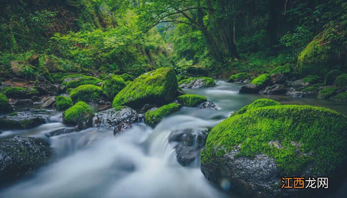 露天鱼池青苔怎么处理干净 露天鱼池青苔怎么处理