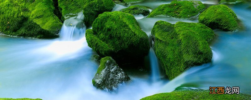 露天鱼池青苔怎么处理干净 露天鱼池青苔怎么处理