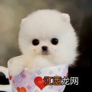 博美茶杯犬好养吗