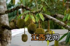 什么品种的橘子最好？各种橘子的营养分析