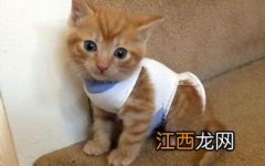 猫进家门预示着什么